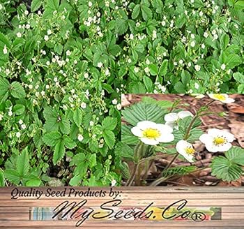  WILD STRAWBERRY プレート23cm4枚 楽天市場】ウェッジウッド ワイルドストロベリー プレート 23cm